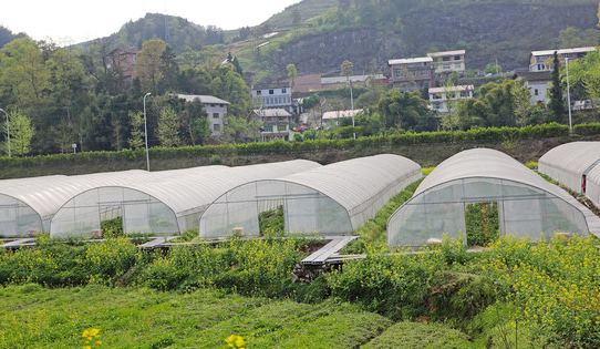 蔬菜種子實(shí)驗基地甘肅科研基地