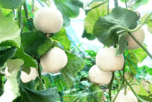 蔬菜種子種植戶客戶點評-丁老板說：種植這個品種，獲得了滿意的收入，確實“爽歪歪”
