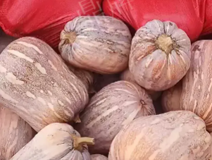 蔬菜種子種植戶客戶點評-今年，這個南瓜品種刷新了我的認知！您遇到過這種情況嗎？