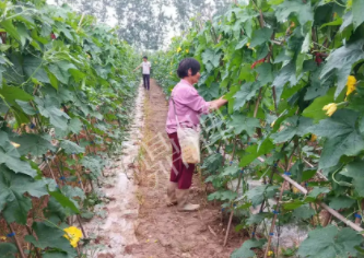 蔬菜種子種植戶客戶點評-85歲老奶奶，還是種植基地的領頭人，做的怎么樣？一起去看看…