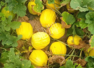 蔬菜種子種植戶客戶點評-瓜農(nóng)說：“還得是這個品種??！”，什么品種讓種植戶如此感慨？